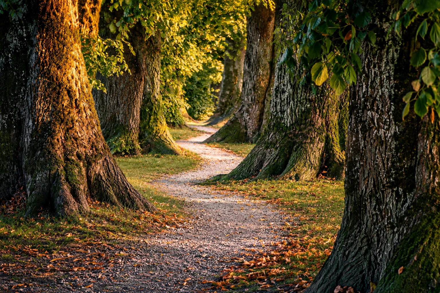 A winding gravel path disappearing between a row of large, mature trees.